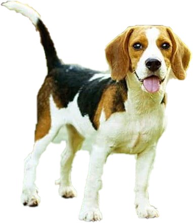 A beagle dog with a black, white and brown coat is standing on a white background.