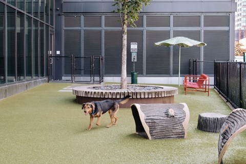 A dog is standing on a green carpet in a play area with a tree, a bench, and a white umbrella.