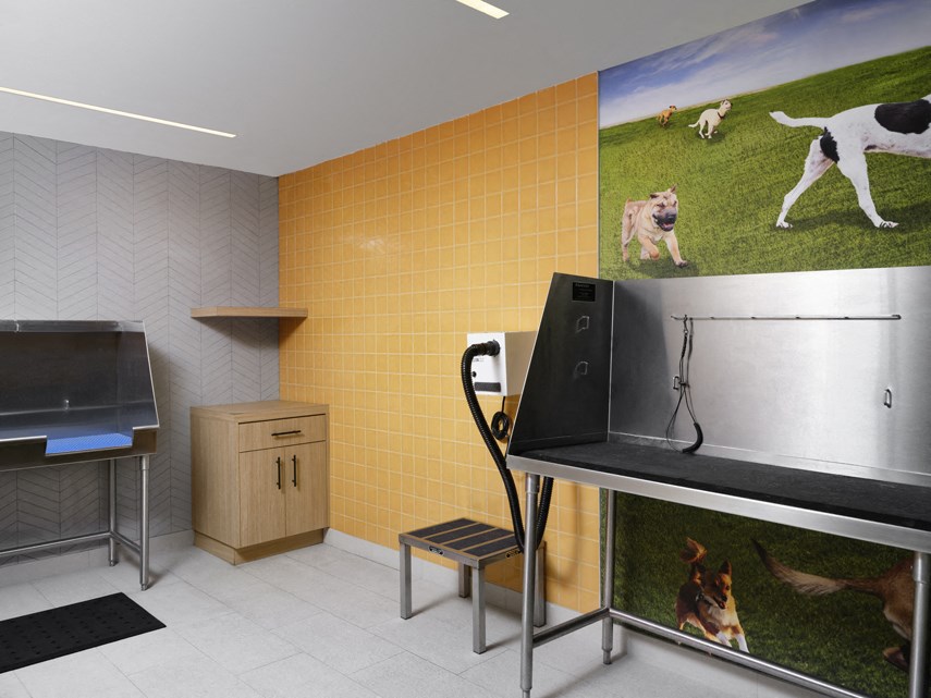 a veterinary exam room with a treadmill and a picture of dogs on the wall
