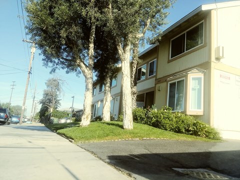 A tree in front of a two-story building.