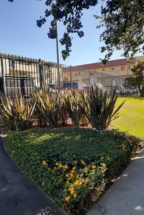 a garden with yellow flowers in front of a fence