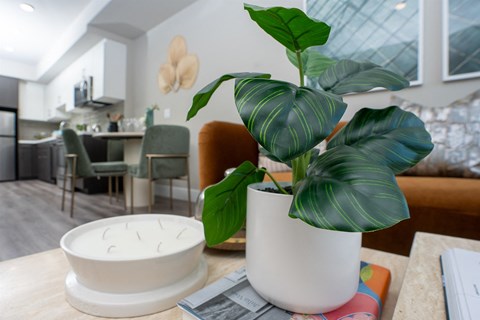 A potted plant with green leaves sits on a table in a modern kitchen.