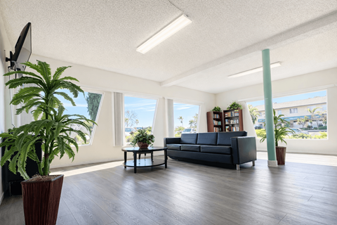 A living room with a couch, a television, and a potted plant.