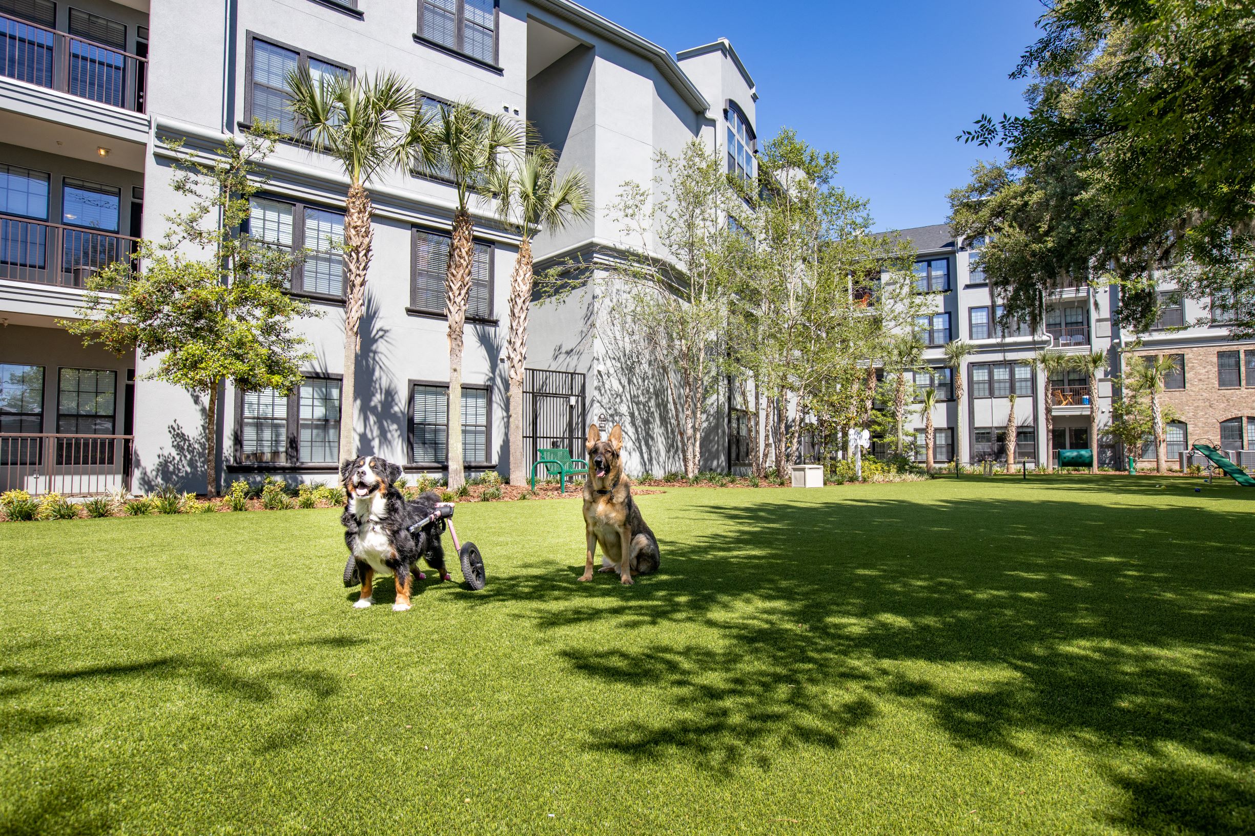 Dog Park with 2 dogs sitting on the astro turf at The Bartram Apartments in Gainesville, FL 32608