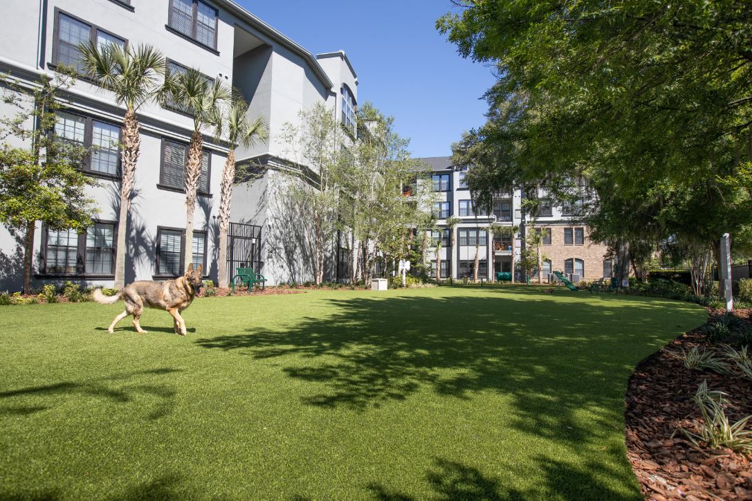 Dog running in dog park at The Bartram, Gainesville, Florida 32608