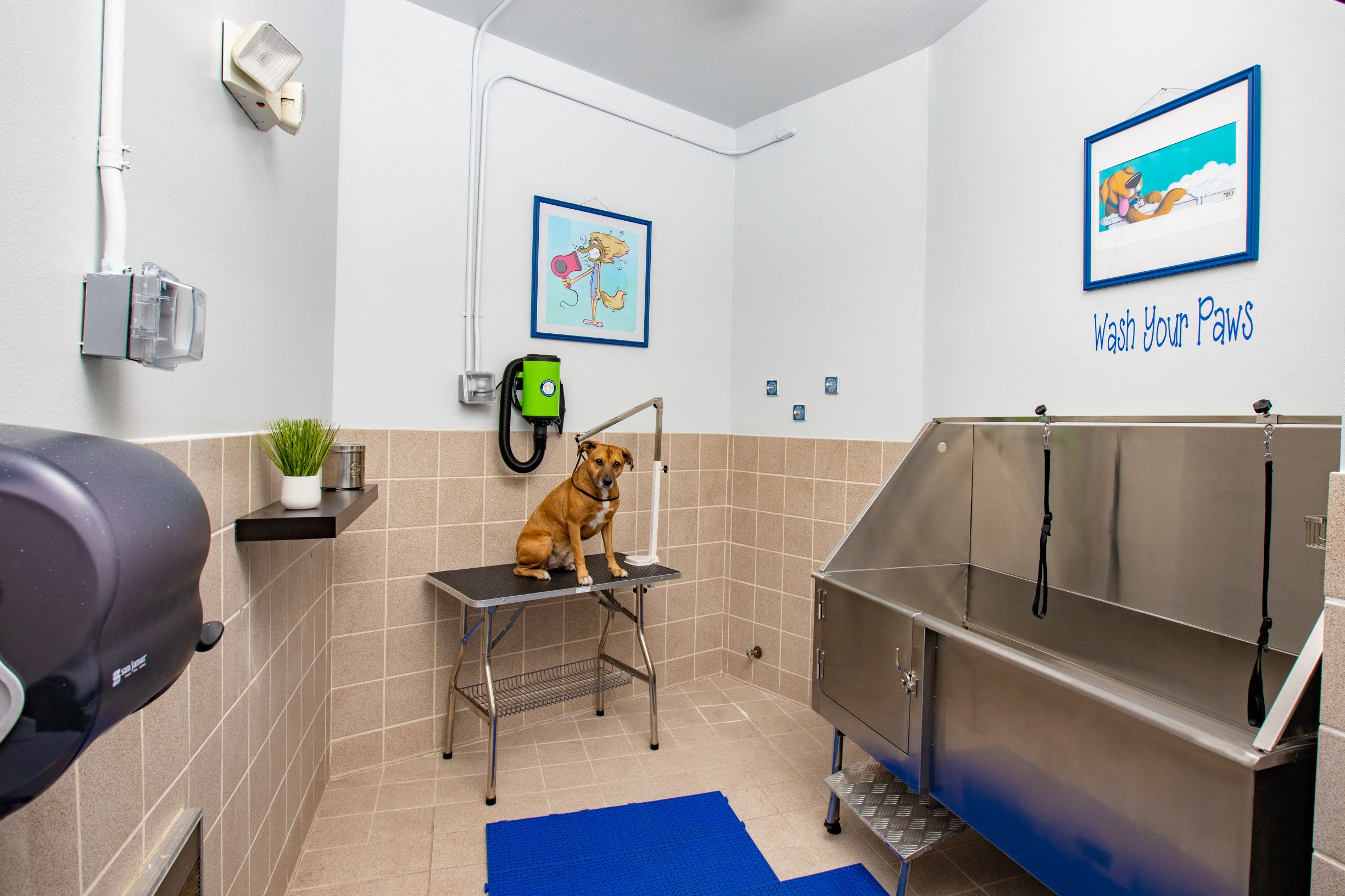 Dog Wash room with dog sitting underneath hair dryer. Large dog wash tub located inside at The Bartram Apartments in Gainesville, FL 32608