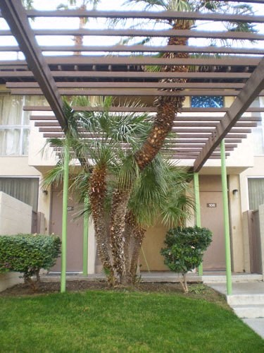 a palm tree sitting under a patio