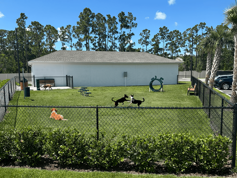 A dog is standing in a yard with a fence and a dog house.