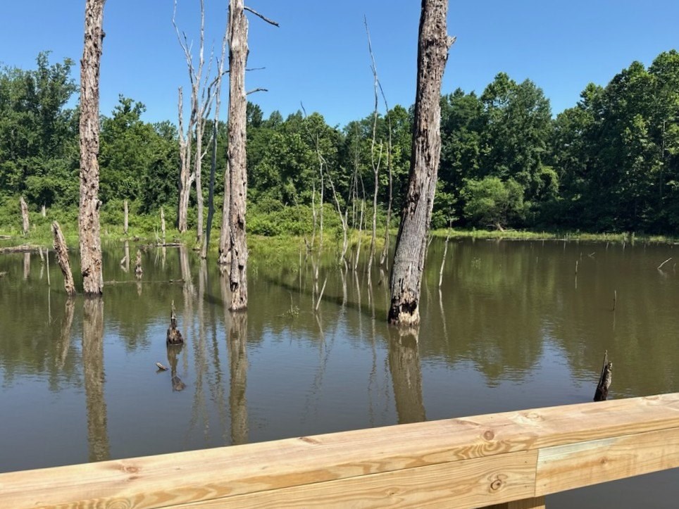 A lake with a wooden dock and dead trees in the background.