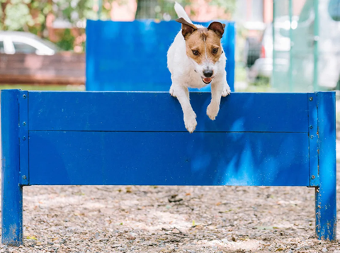 a small dog jumping over a blue bench at Villages at Morgan Metro, Landover, 20785