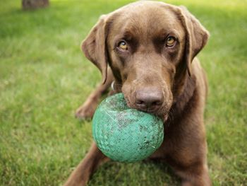 a brown dog with a green ball in its mouth at Ellicott Grove, Ellicott City, MD