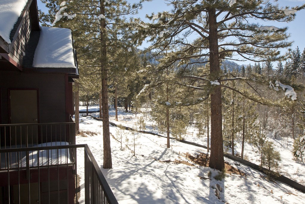 Aspens at South Lake view snow
