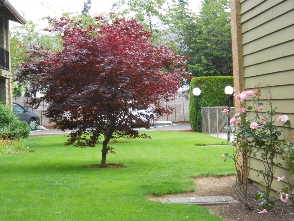 a small tree in the front yard of a house