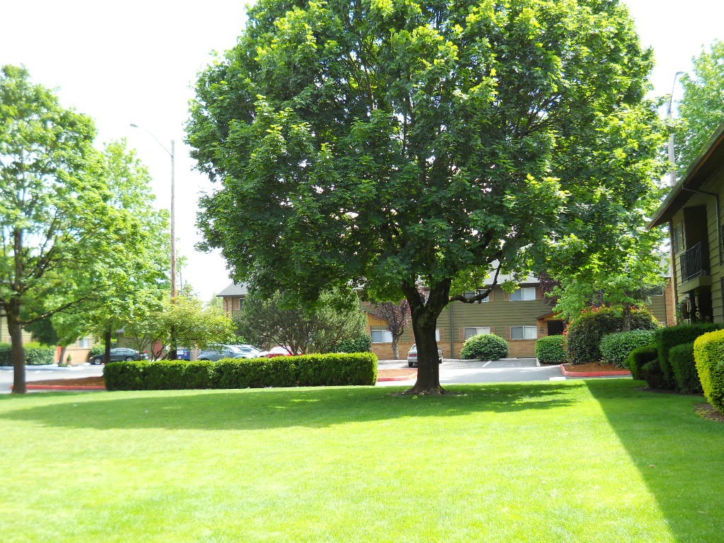 a tree in the front yard of a house