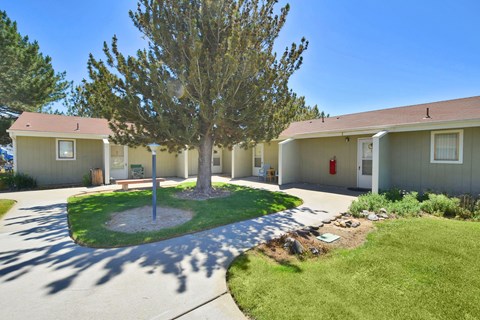 A tree in the middle of a grassy area in front of a building.