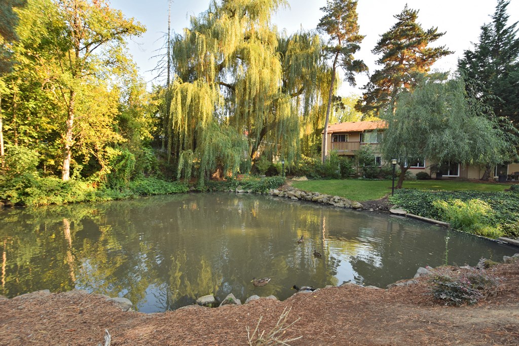 a small pond with a house in the background