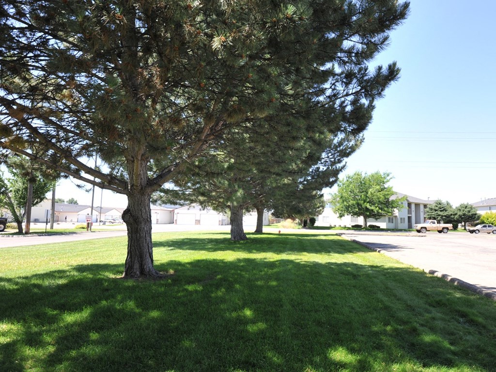 Escoshio Manor trees