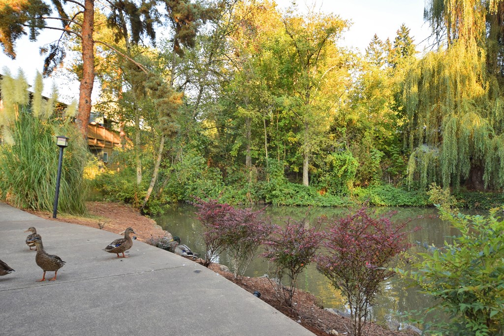 Gardenbrook Duck Pond