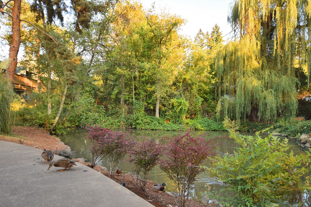 Gardenbrook Duck Pond