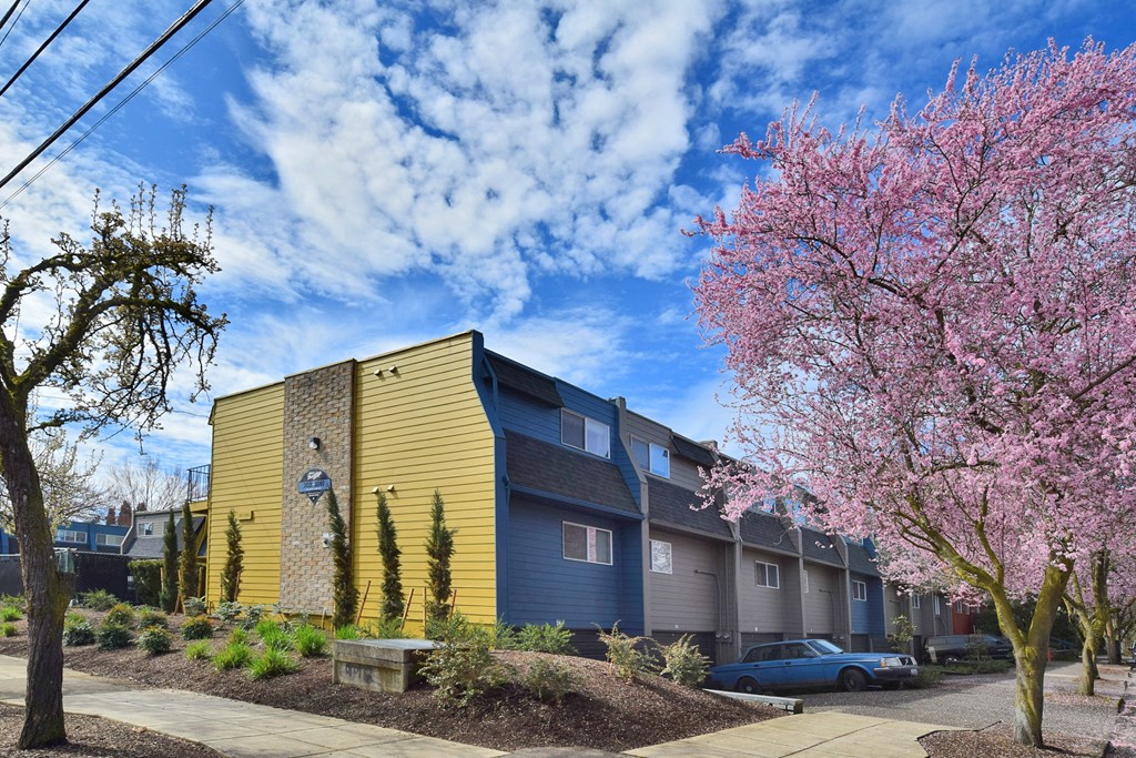 20th and Brooklyn  a tree with pink blossoms stands in front of a yellow and blue apartment building