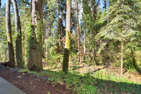 A forest with a path and trees.