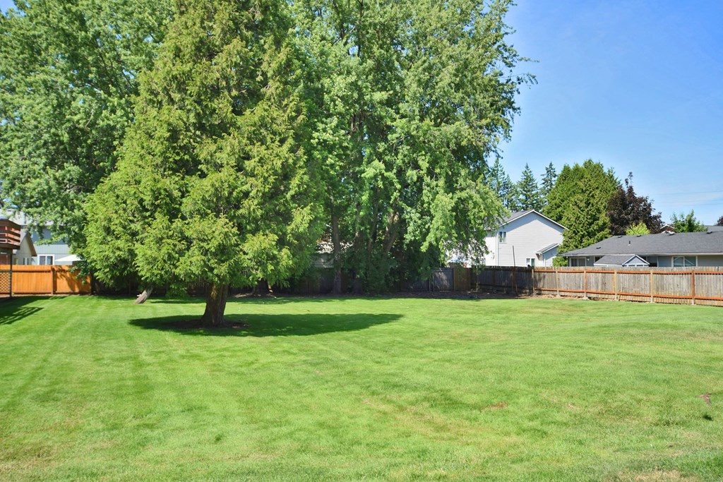 a large backyard with a tree in the middle of it