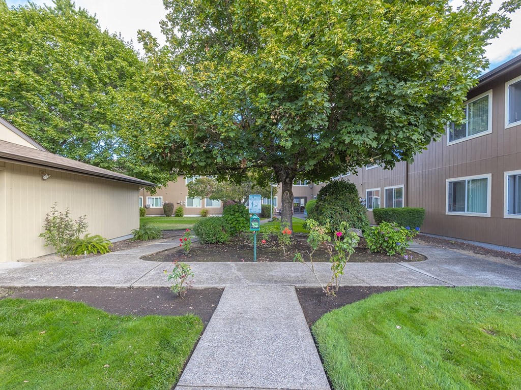 a yard with a tree and a sidewalk in front of a building