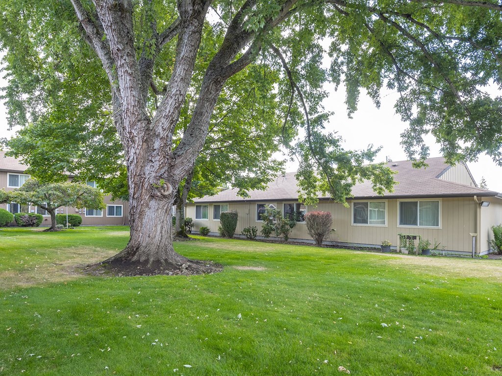 a house with a large tree in front of it