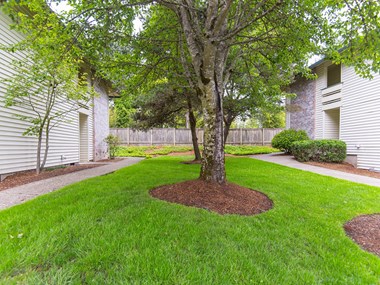 Willow Creek: Exterior Tree