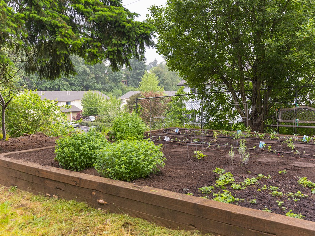 Gladstone Forest garden