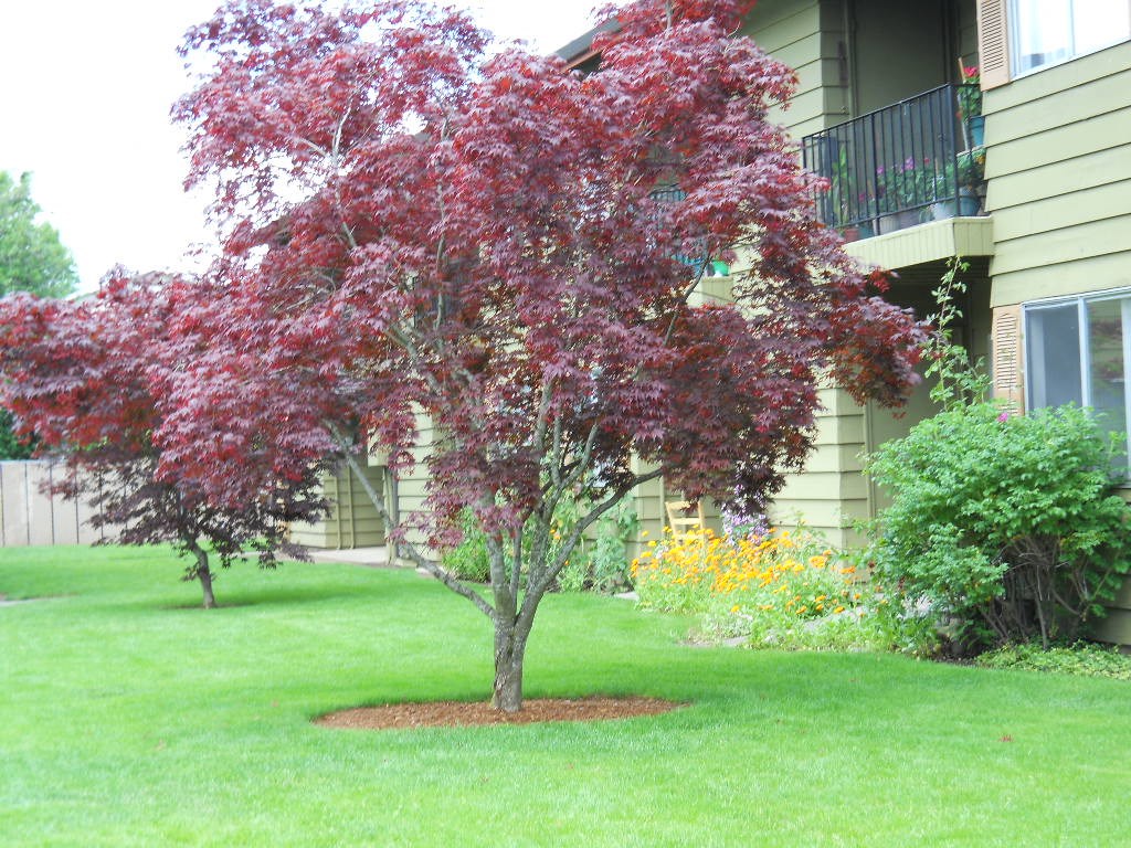 a tree with red leaves in a yard in front of a house