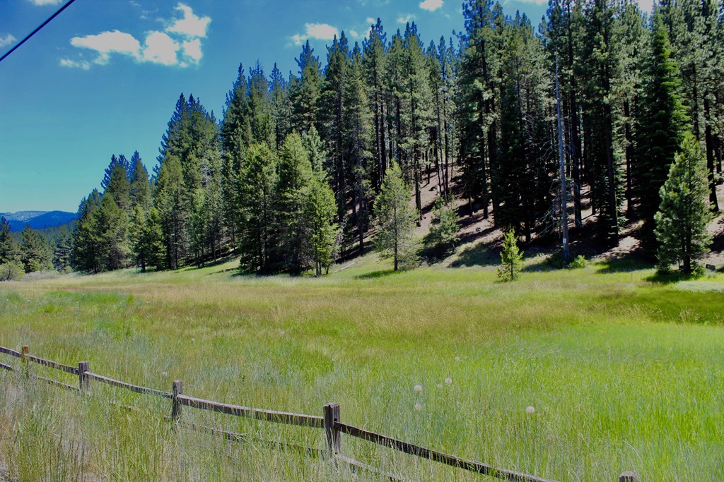 Truckee, view of field with trees in background