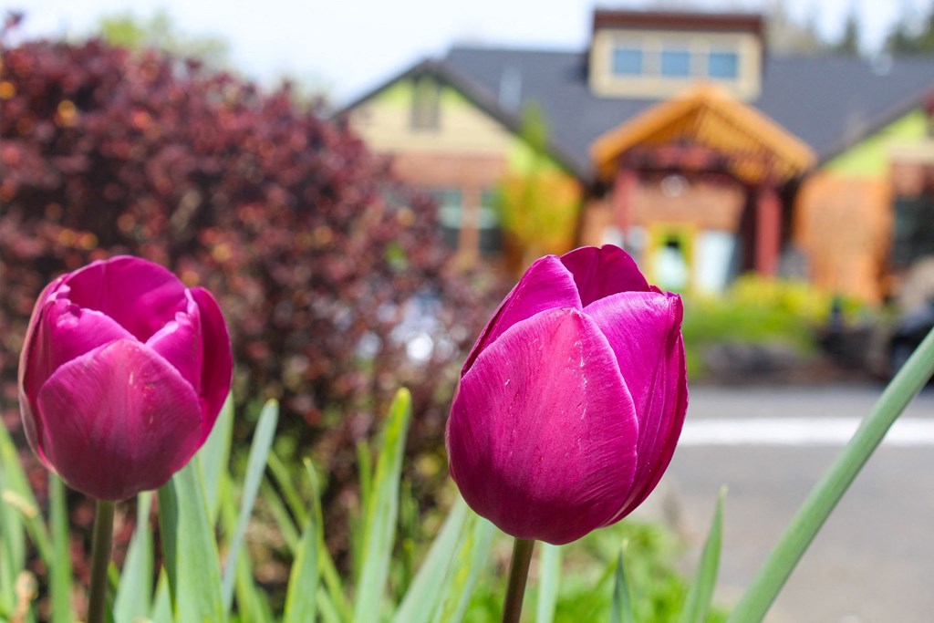 two pink tulips in front of a house