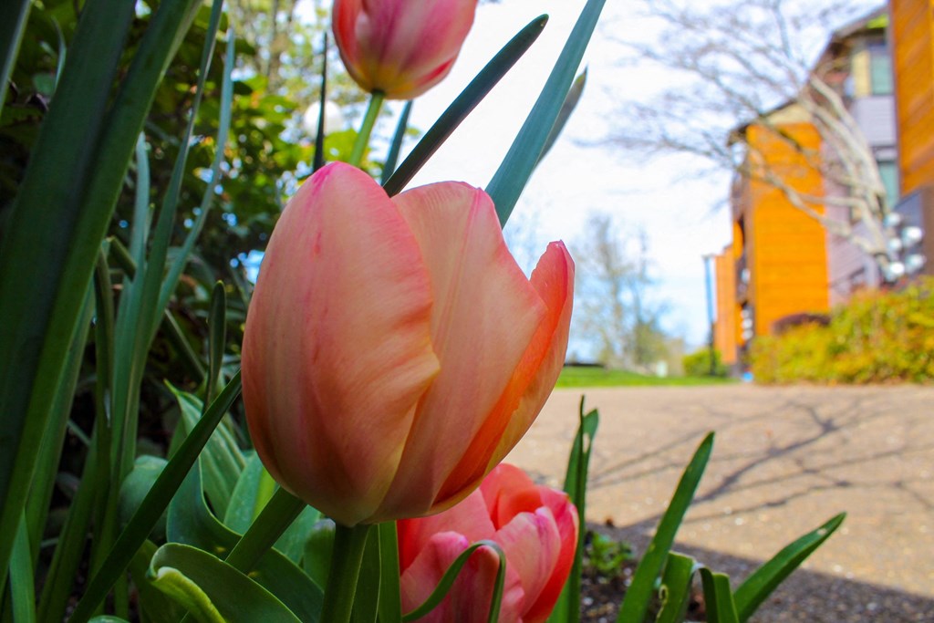 tulips in a garden with a street in the background