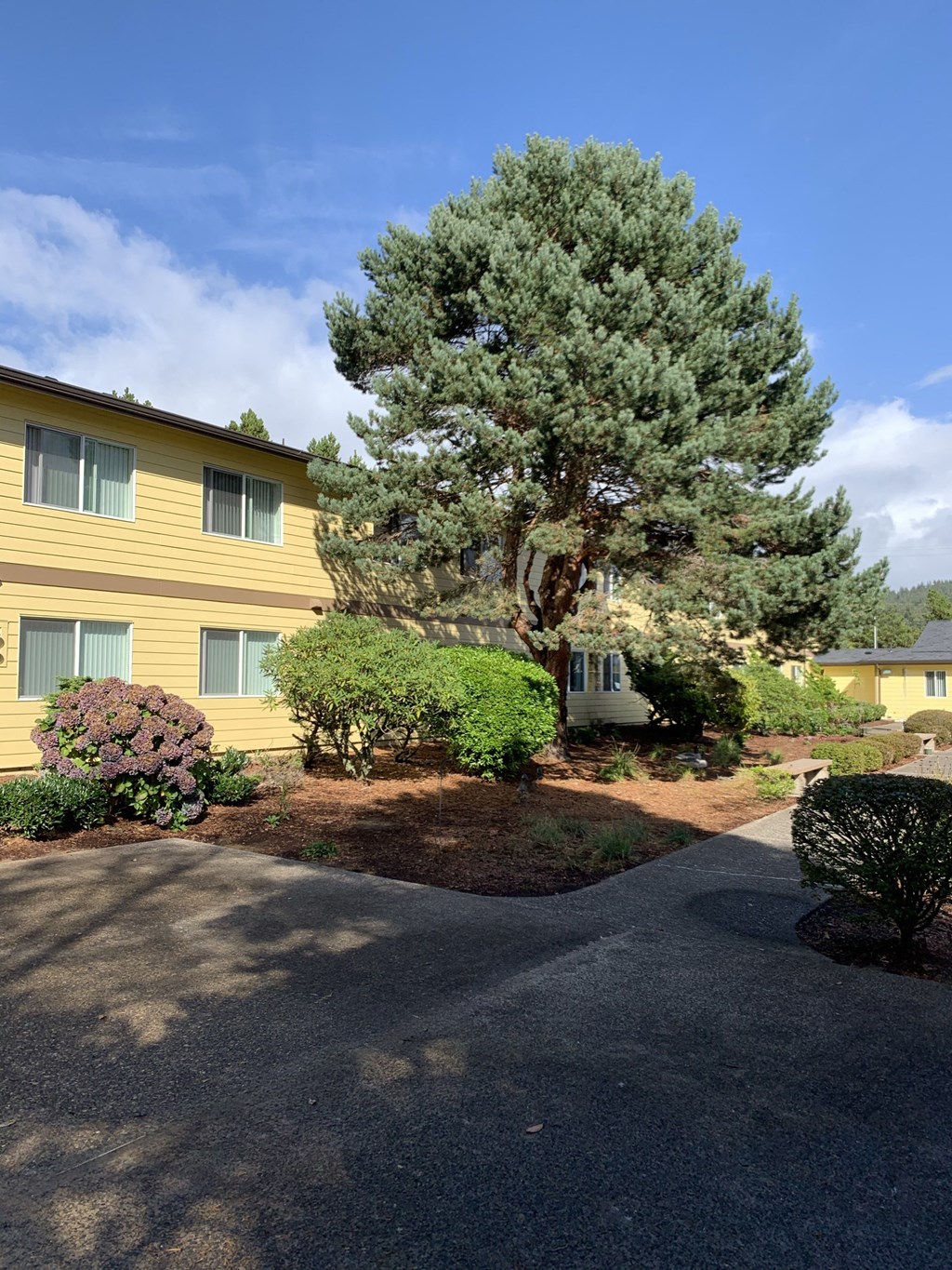 A large tree in front of a yellow house.