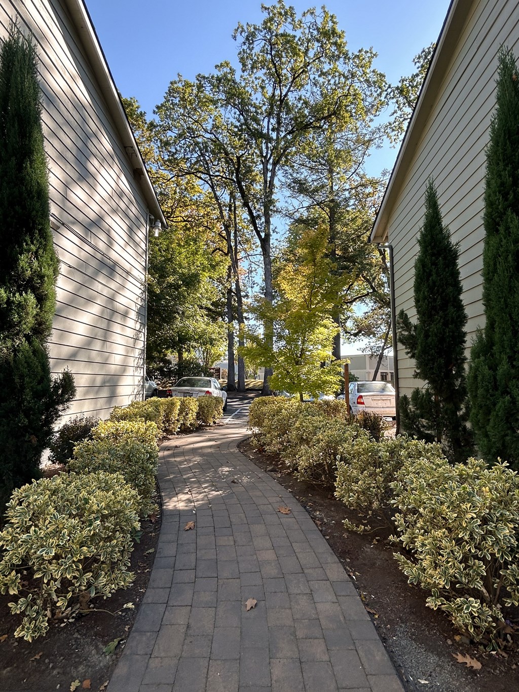 A sidewalk with a row of bushes on either side.