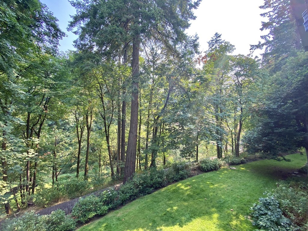 a view of a park with trees and grass