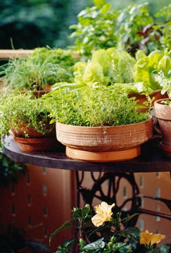 Plants - Photo Gallery 2