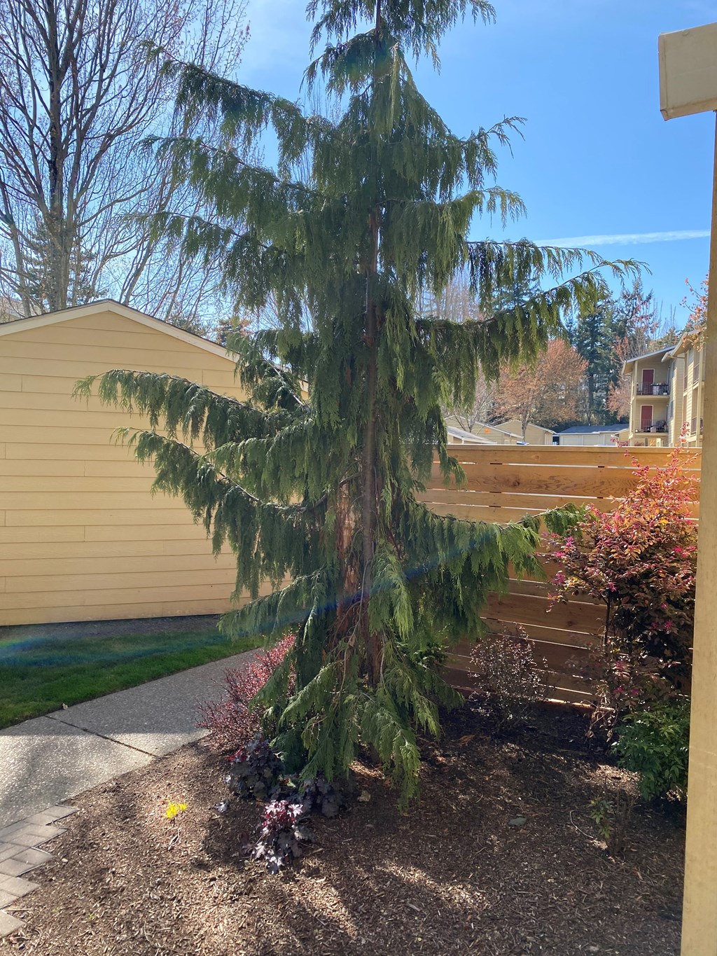 Wellington Estates tree