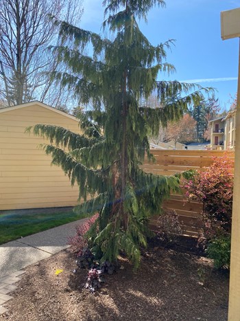 Wellington Estates tree - Photo Gallery 4