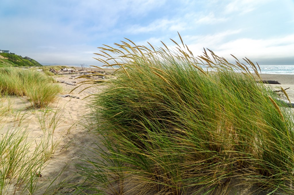 lincoln city beach grass