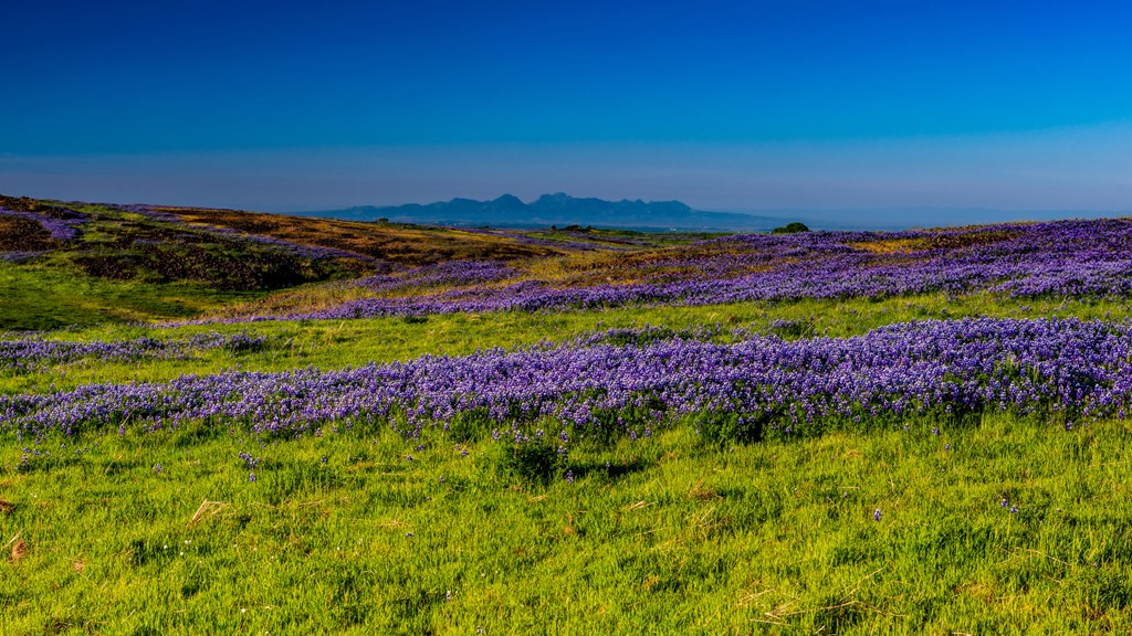Oroville Table Mountain Wild Flowers
