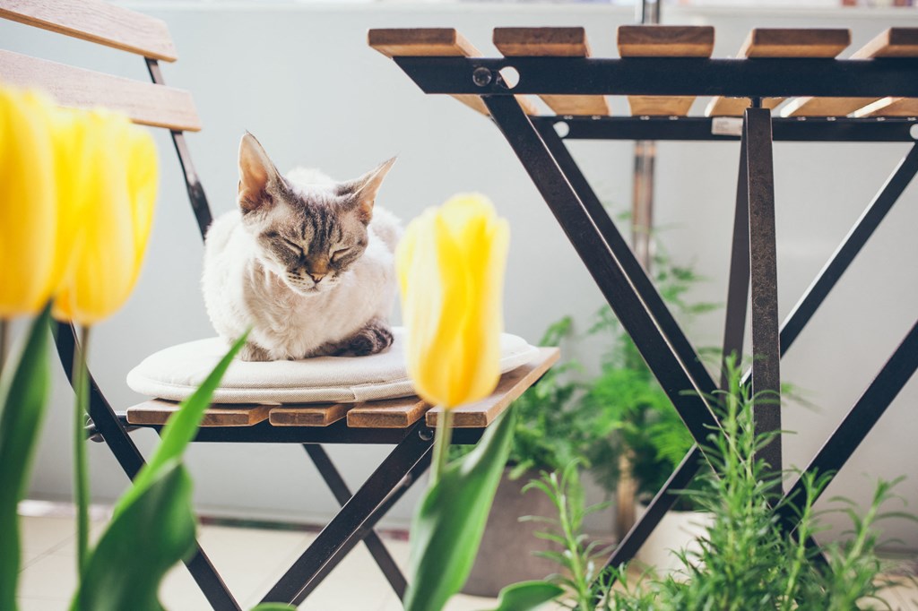 a cat sleeping on a chair next to yellow tulips