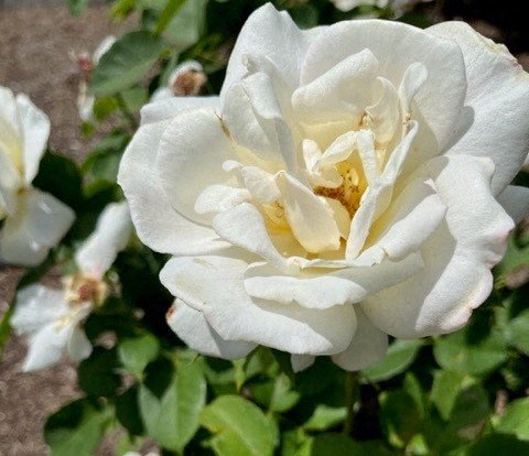 a white flower with a yellow center
