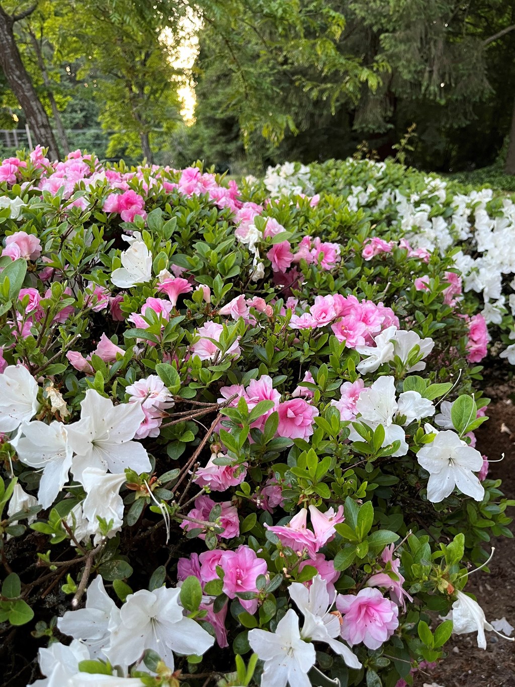 a bunch of pink and white flowers in a garden