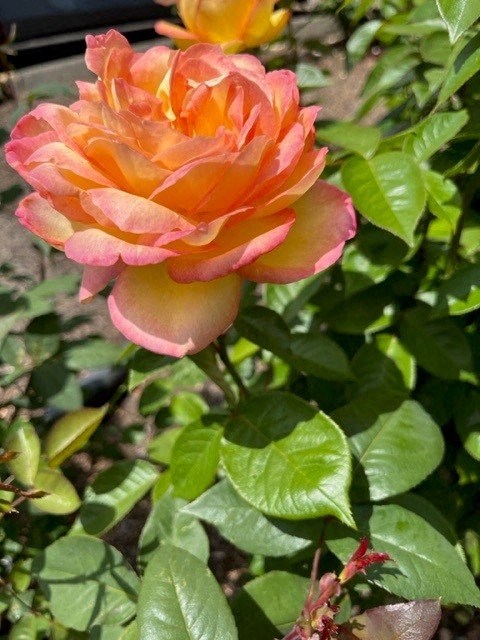 a pink and yellow flower on a green plant