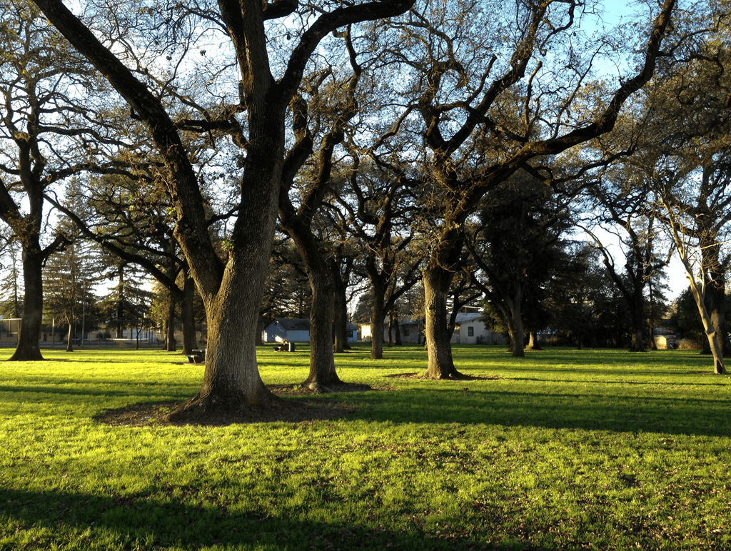 a park with trees in the sunlight