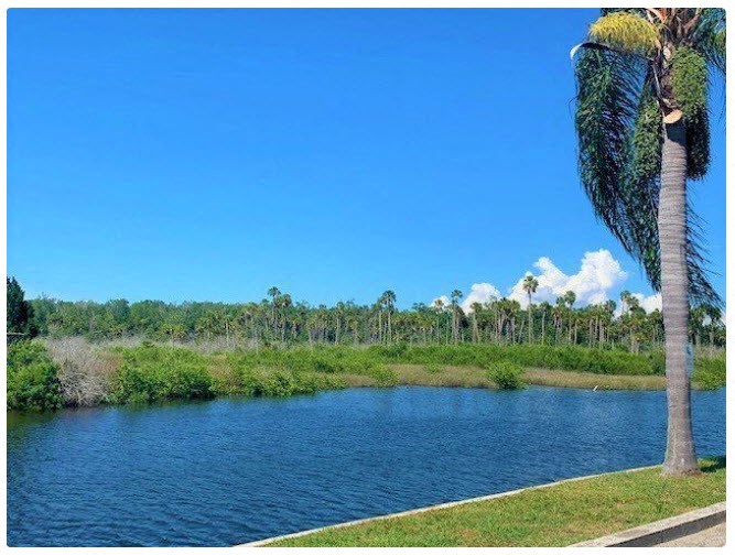 a palm tree next to a body of water