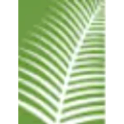 A close up of a green leaf with a white stripe pattern.