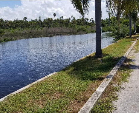 a small pond with a palm tree on the side of it